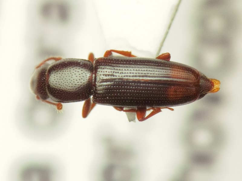 Rhizophagus bipustulatus (Fabricius, 1792)